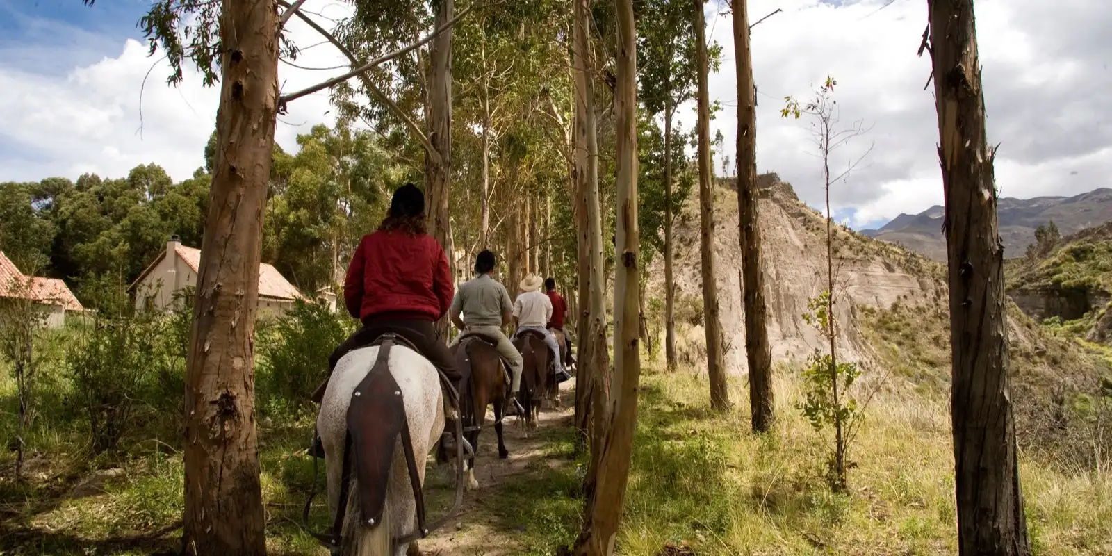 A group trail ride through a forest
