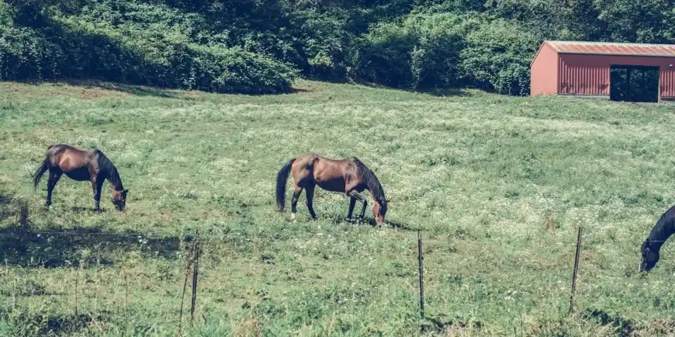 Horses grazing beside a rustic barn