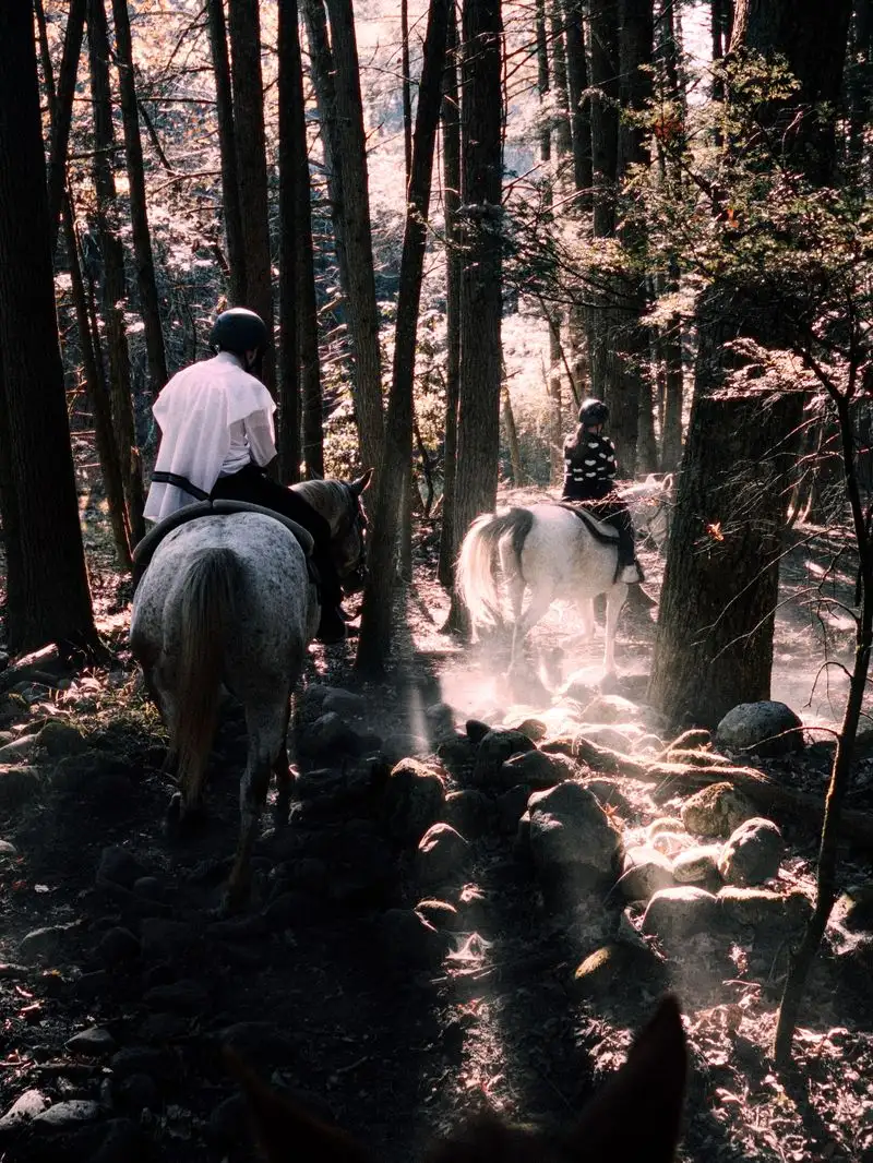 Two riders on a forest trail