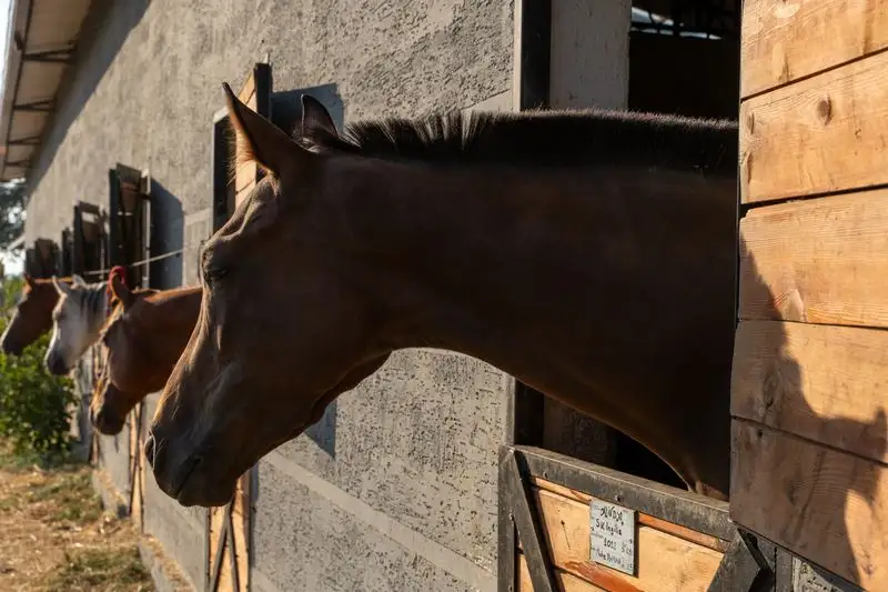 Horses looking out from rustic barn stalls