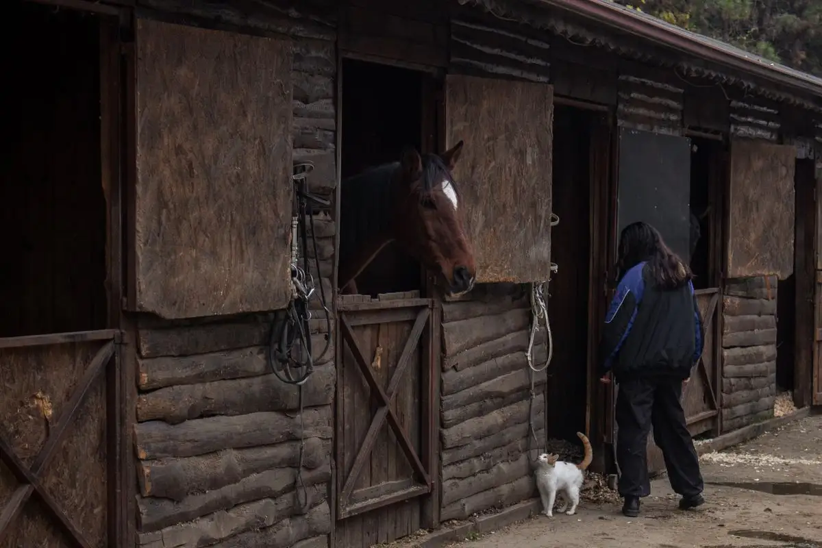 A rider with her horse in a rustic stable